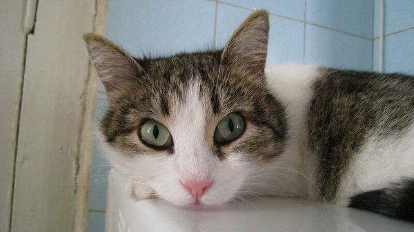 Оксана Шпак