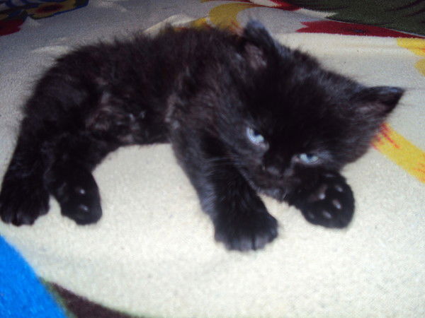 Светлана """"