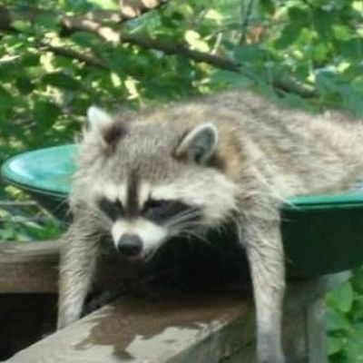 Ежик Туманов