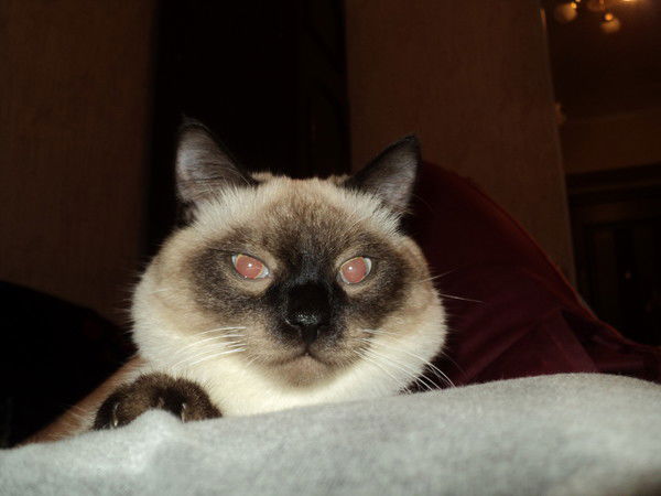 Руял Гаджиев