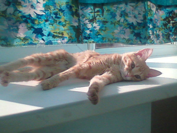 Жибек Келесова