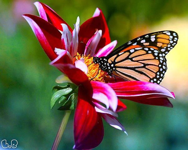 Анастасия Егоренко(Лапшина)