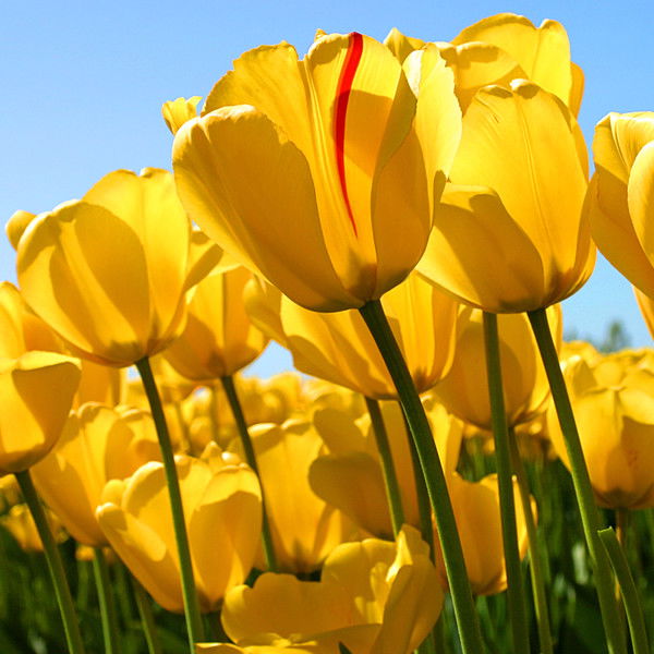 Ирина Садовникова