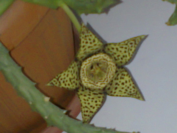 Анатолий Барнич