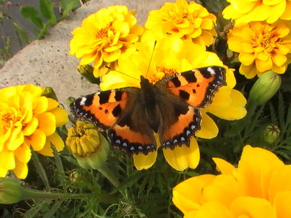 Елена Коптякова