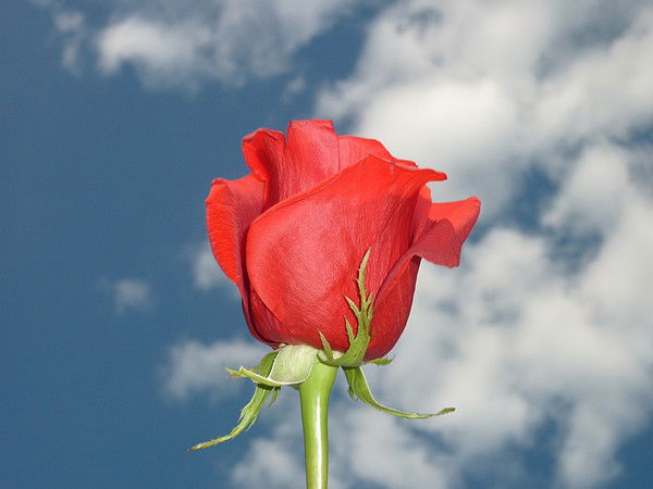 Лариса Кудинова