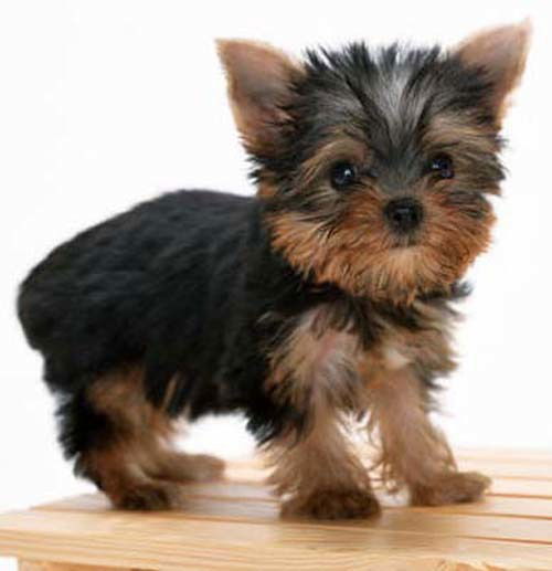 Татьяна Вихренко