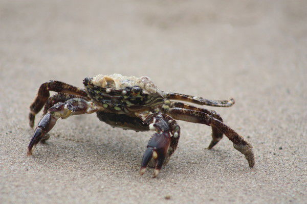 Александр Авдеев