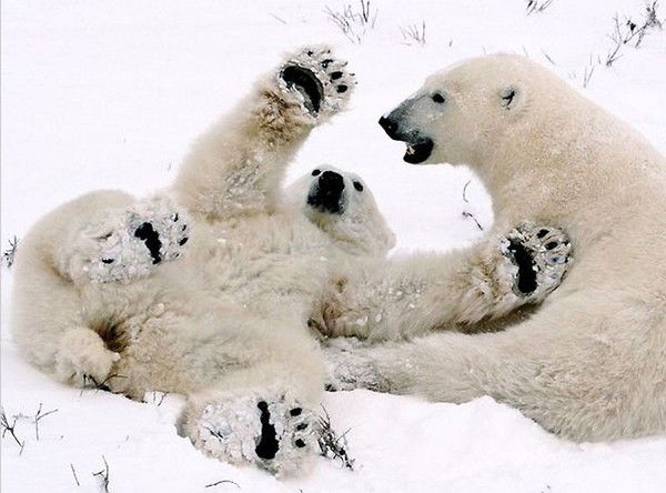 Нурбек Боканов