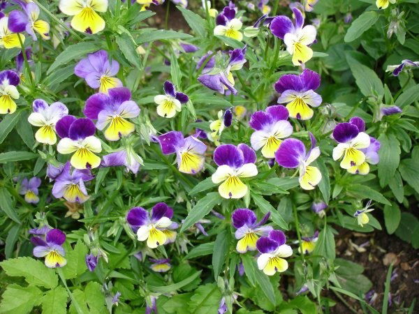 Миляуша Гайфуллина