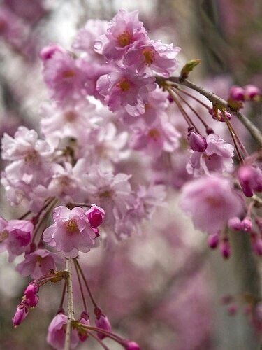 Милана Коломейцева