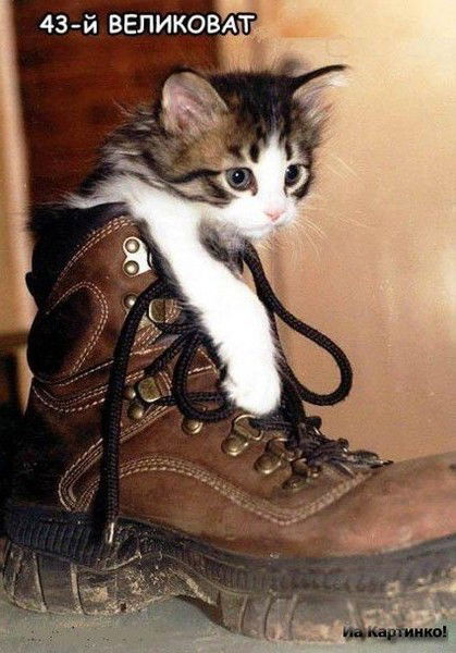 Дмитрий Клинцов