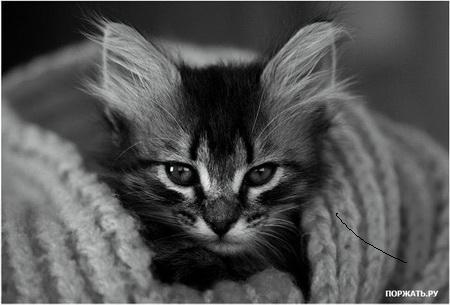 Настя Монахова