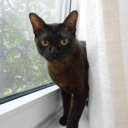 Софико Понсова