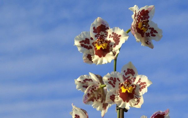 Надежда Калинина