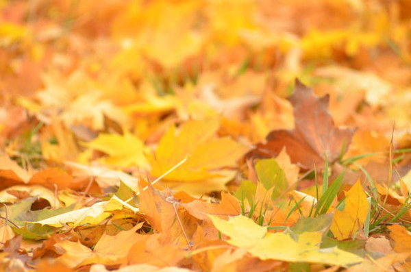 Степан Цыганаш