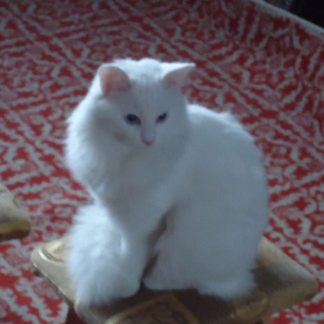 Райла Тлешова