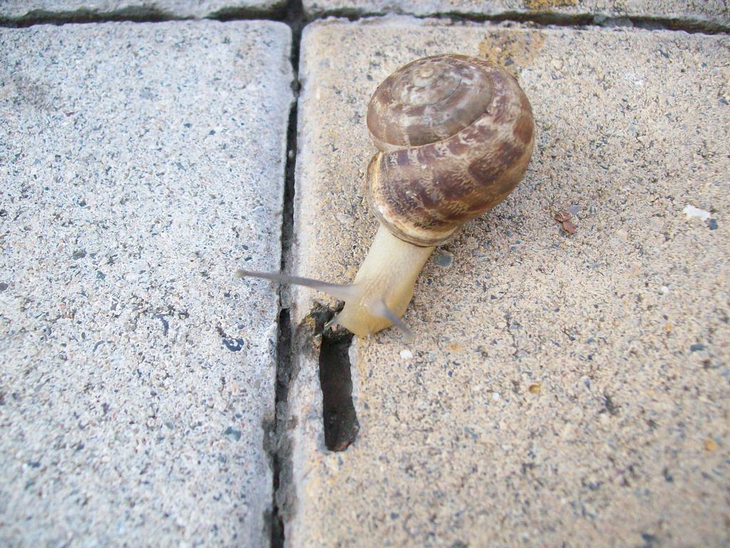 Олрчалоывр Ыволажывдлары