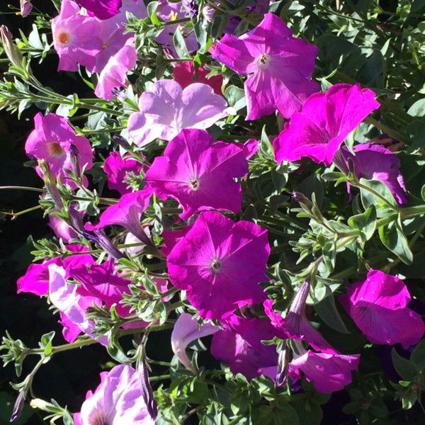 Кузнецова Светлана