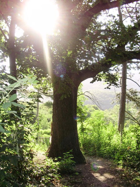 Алена Архангельская