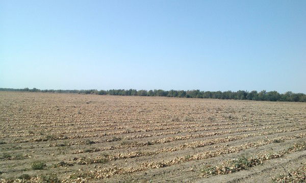 Тоо Кажыгул Агро