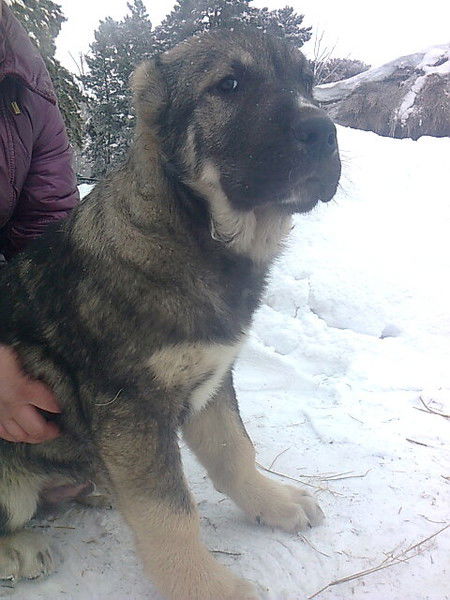 Борибасар Ит