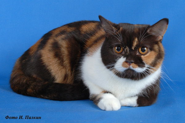 Елена Воробьёва