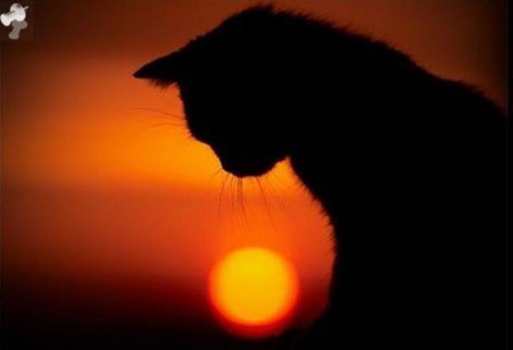 Юлия Антонович