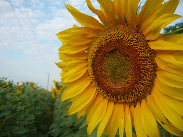 Наталия Попова