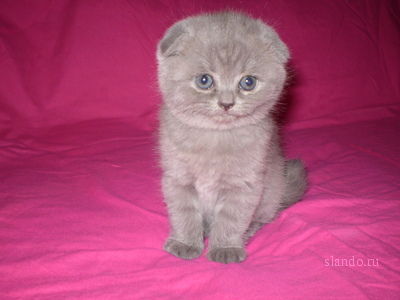 Марина Волобоева