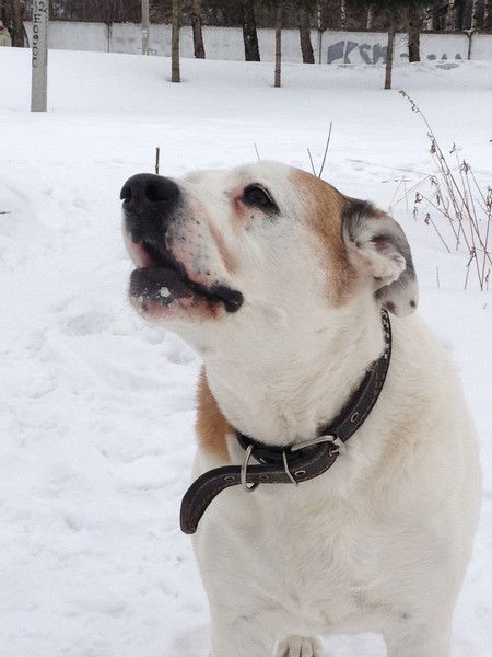 Ирина Пузакова