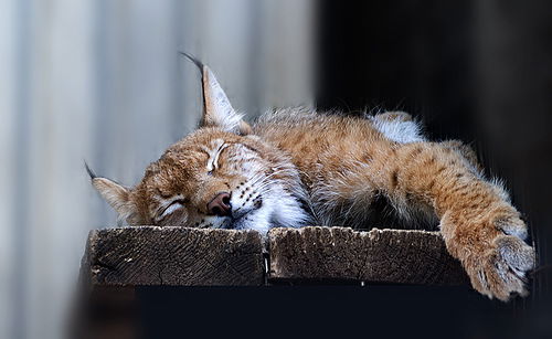 *****дильназ ***********