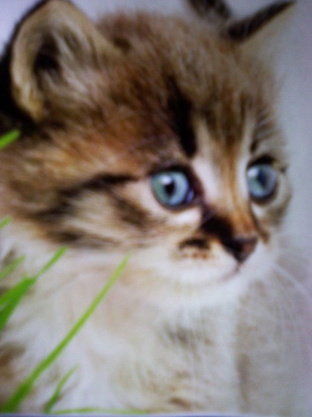 Алёна Копылова