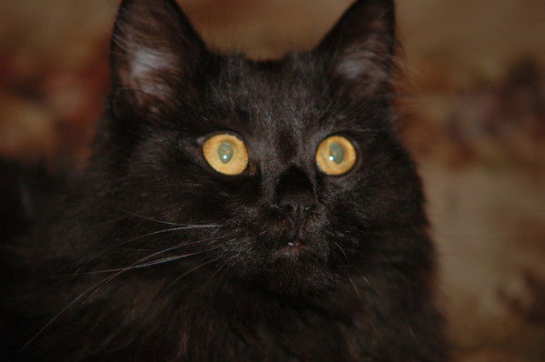 Александр Киселев