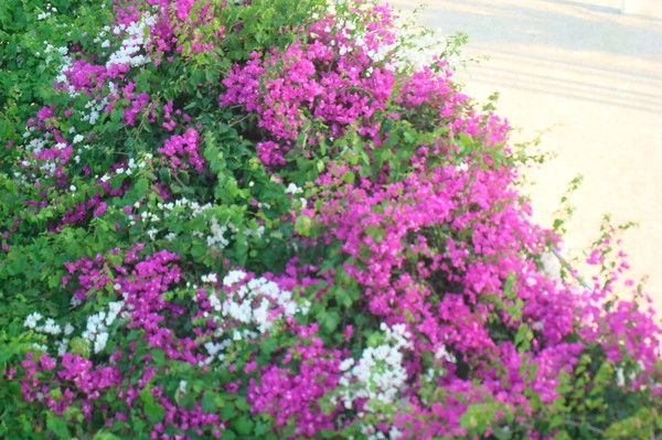 Елена Бабухина