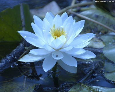 Коваленко Оксана