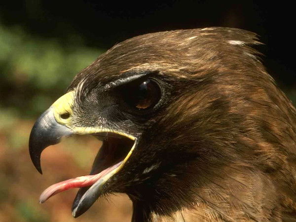 Андрей Дьяков