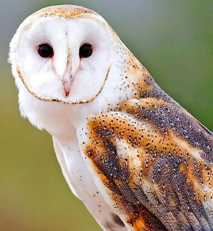 Настик Приколик