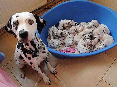 Олег Карагулин