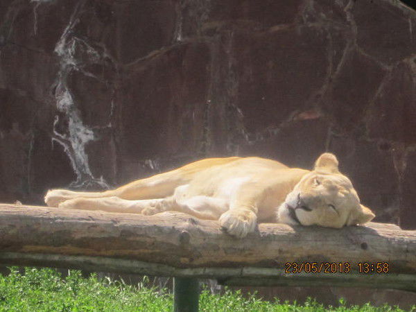 Александр Ефименко