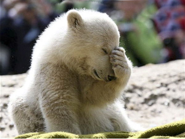 Медвежонок Мёд