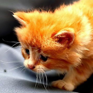 Юлия Луговская