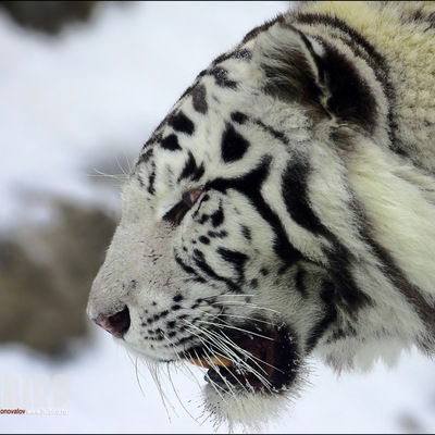 Батыр Кульниязов
