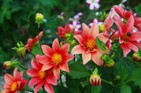 Катя- Катерина