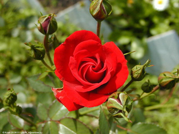 Анна Захарова