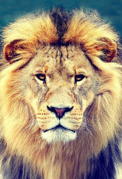 Андрей Дульский