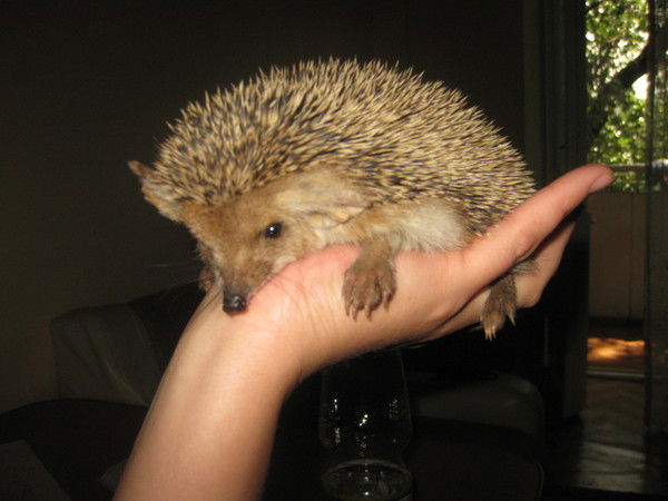 Екатерина Брюханова