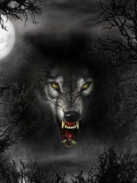 Тёма Волков