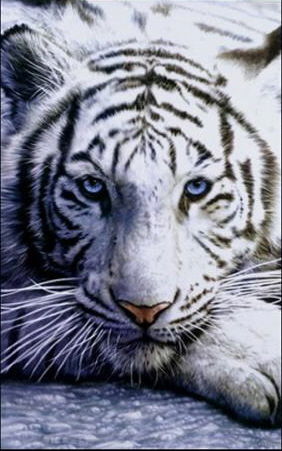 Светлана Пересыпкина