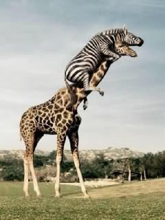 Светлана Климова